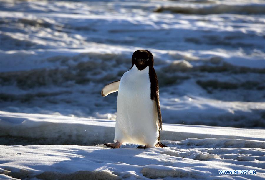 CHINA-XUELONG-ANTARCTIC EXPEDITION-ANIMALS