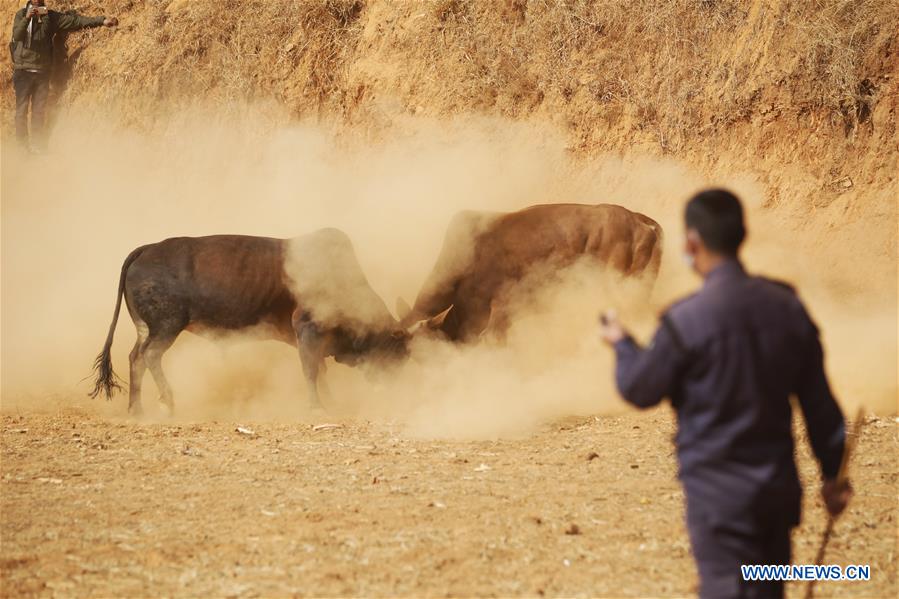 NEPAL-NUWAKOT-MAGHESAKRANTI FESTIVAL-BULL FIGHT