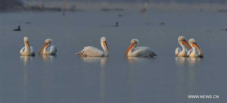 CHINA-FUJIAN-PELICAN-WINTER (CN)