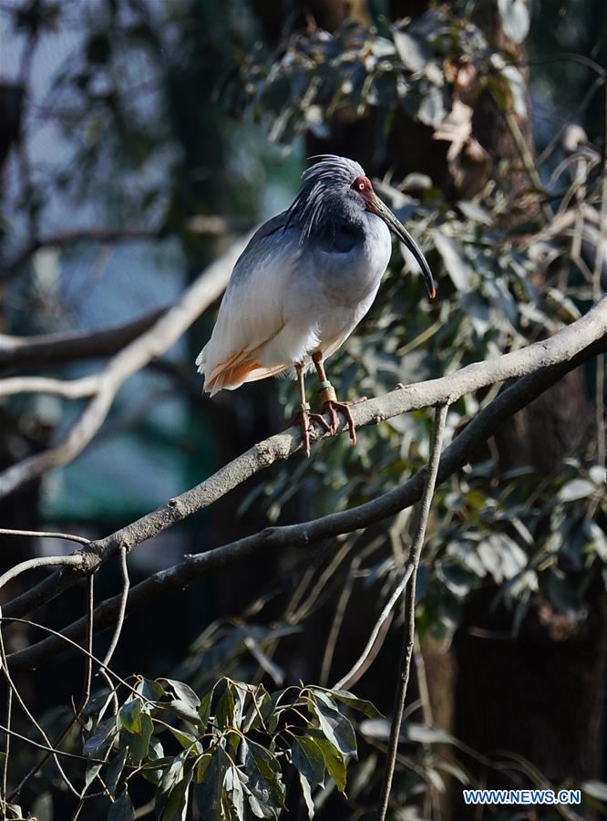 CHINA-SHAANXI-CRESTED IBIS (CN)