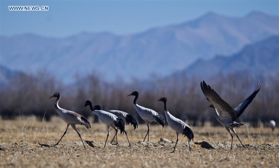 CHINA-XIGAZE-BLACK-NECKED CRANE (CN)