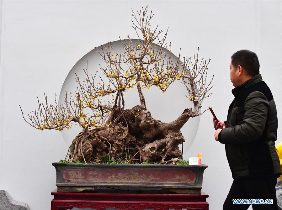 CHINA-ZHENGZHOU-WINTERSWEET-SHOW (CN)