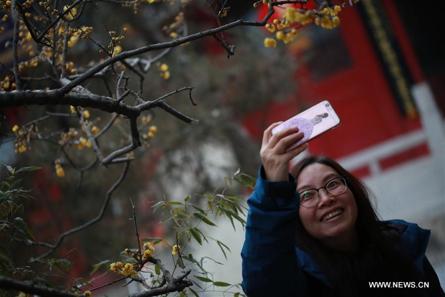 #CHINA-SHIJIAZHUANG-WINTERSWEET FLOWER (CN)