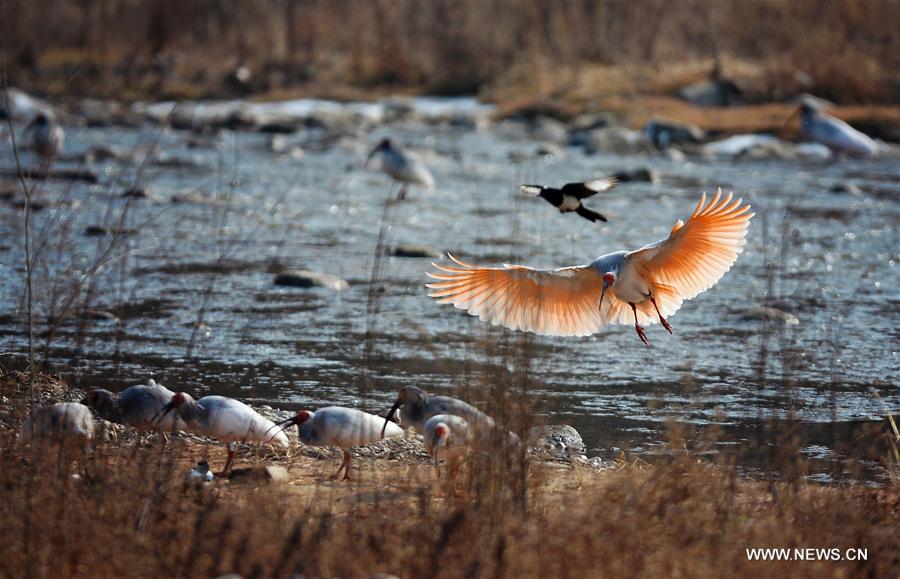 CHINA-SHAANXI-WILD CRESTED IBIS (CN)