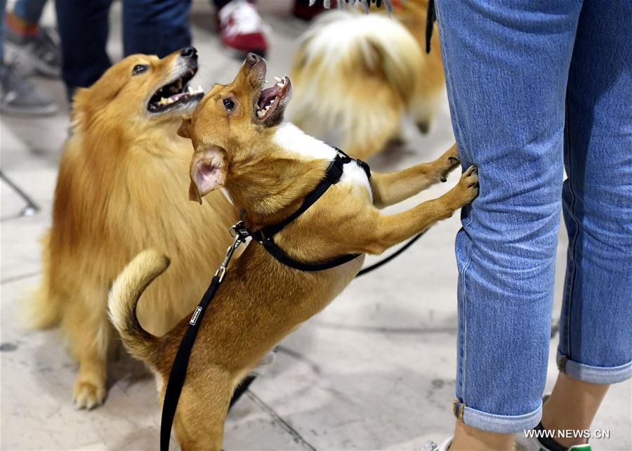 PORTUGAL-LISBON-PET SHOW