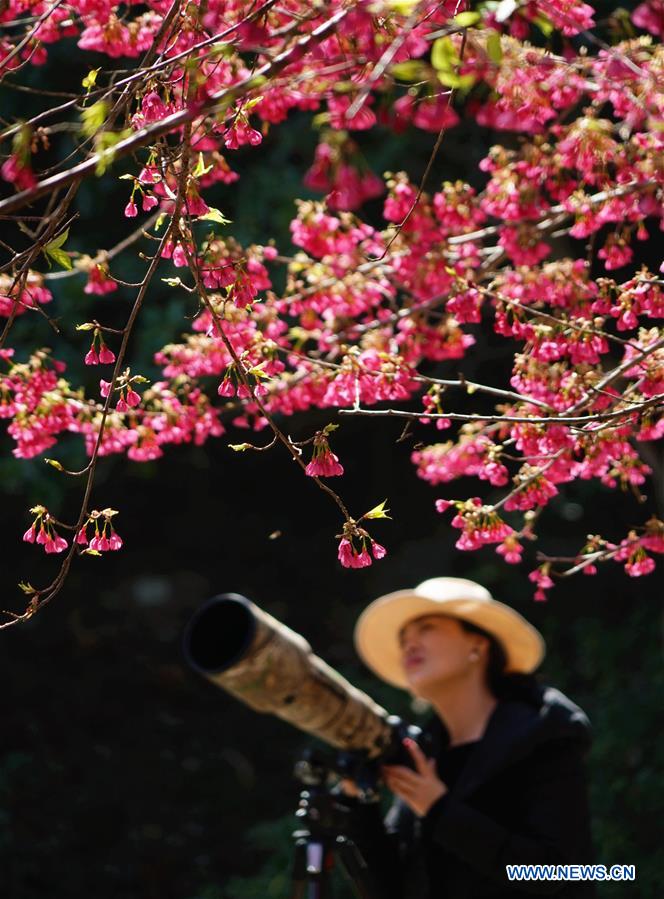 CHINA-FUJIAN-CHERRY BLOSSOM (CN)