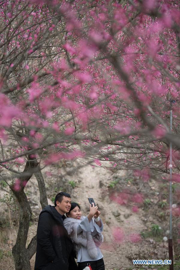 CHINA-ZHEJIANG-XIANJU-PLUM BLOSSOMS (CN)