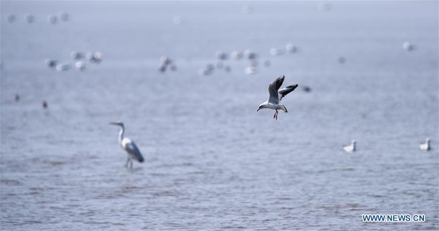 CHINA-HUNAN-EAST DONGTING LAKE-MIGRANT BIRDS (CN)