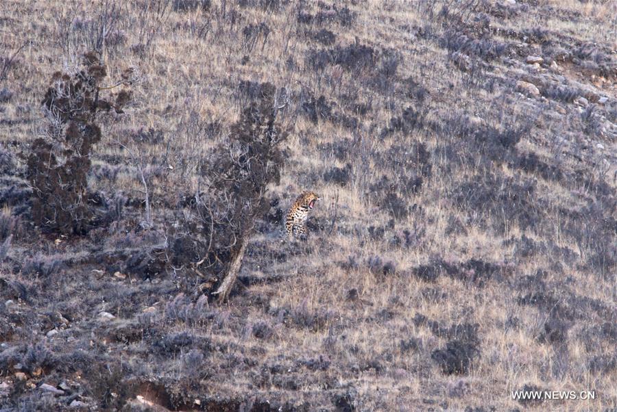 CHINA-QINGHAI-LEOPARD-PHOTOGRAPH (CN)