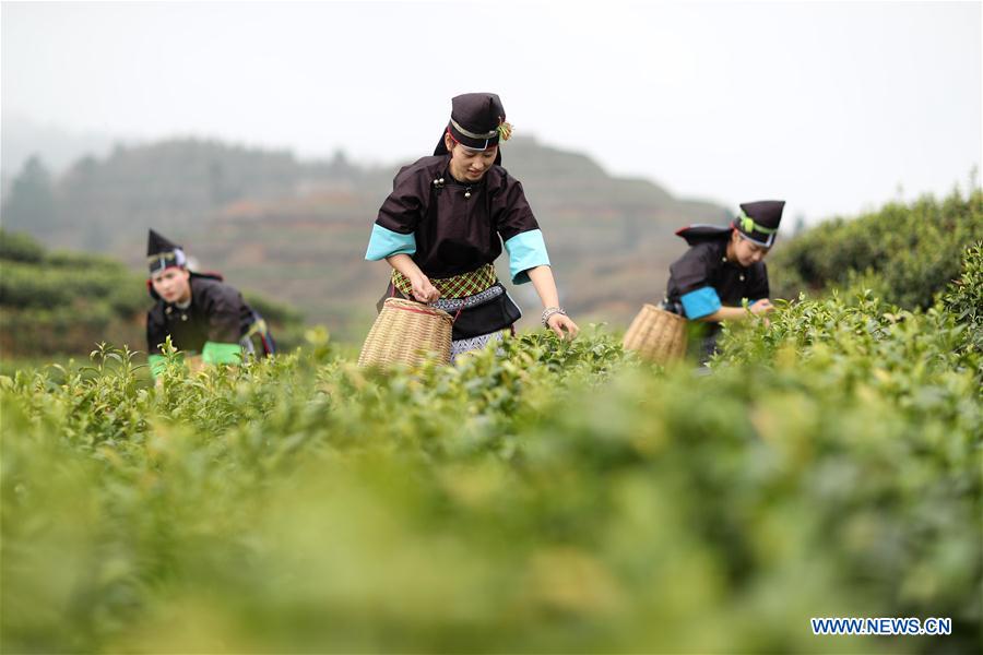 #CHINA-GUIZHOU-TEA PROCESSING (CN)