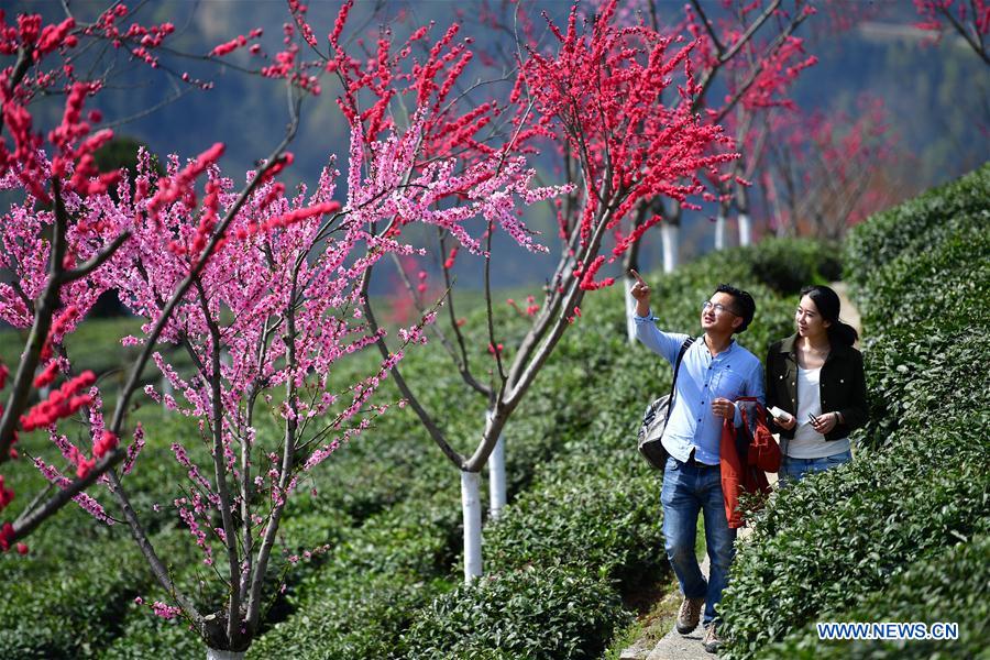 CHINA-SHAANXI-ZIYANG-TEA GARDEN (CN)