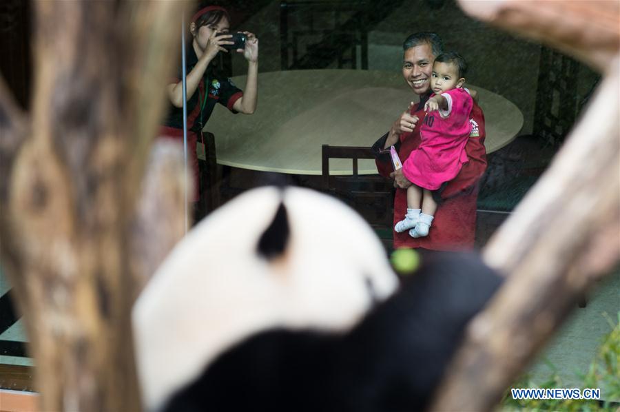 INDONESIA-BOGOR-GIANT PANDA