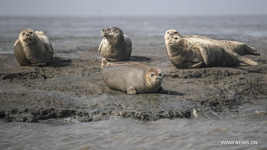 CHINA-LIAONING-PANJIN-SPOTTED SEALS (CN)