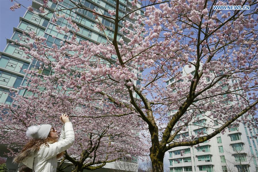 CANADA-VANCOUVER-CHERRY BLOSSOM