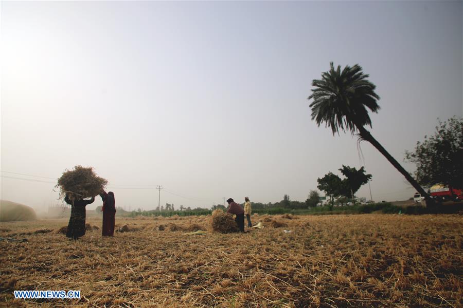 EGYPT-QALYUBIA-WHEAT HARVEST