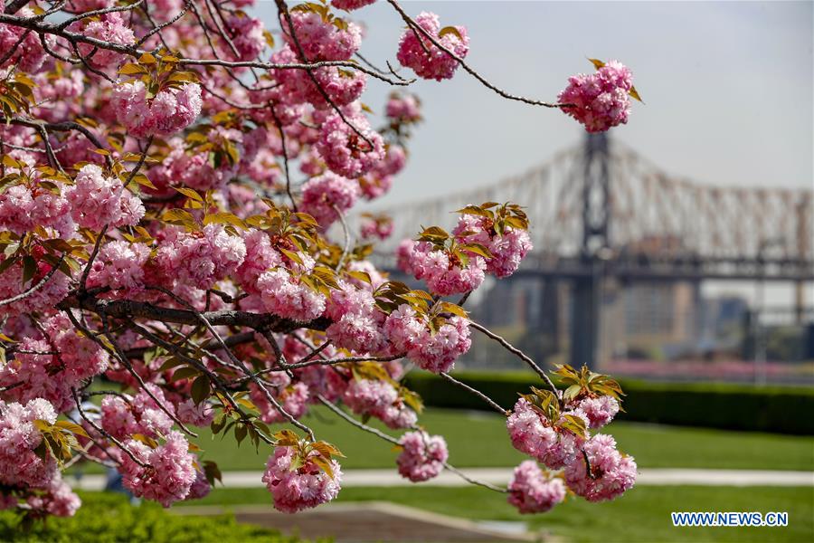 UN-SPRING-CHERRY BLOSSOMS