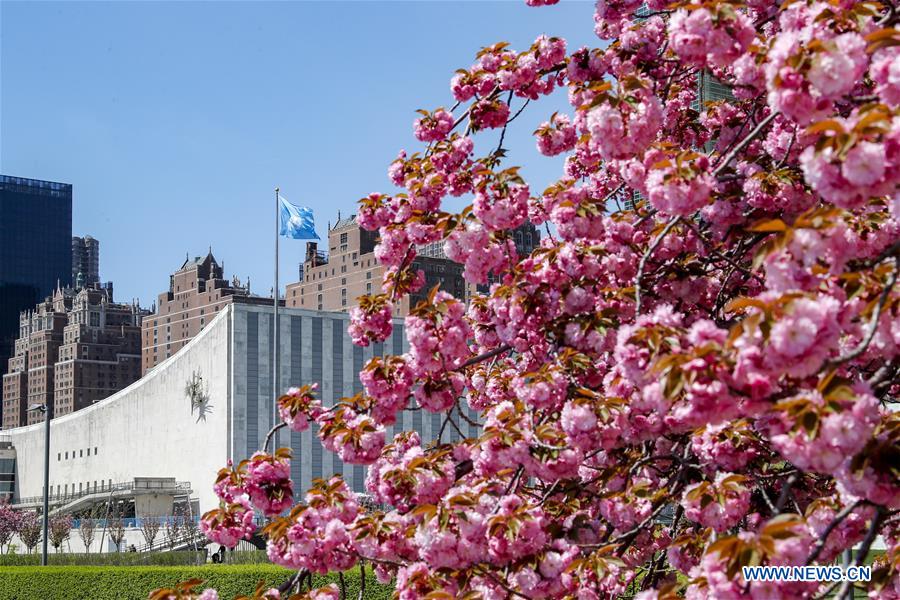 UN-SPRING-CHERRY BLOSSOMS