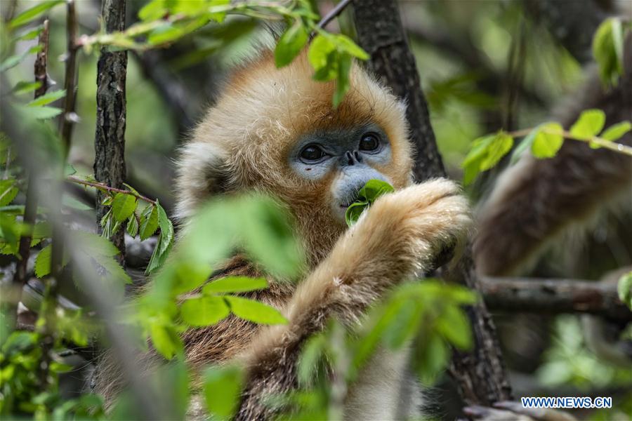 CHINA-HUBEI-SHENNONGJIA-GOLDEN MONKEY (CN)