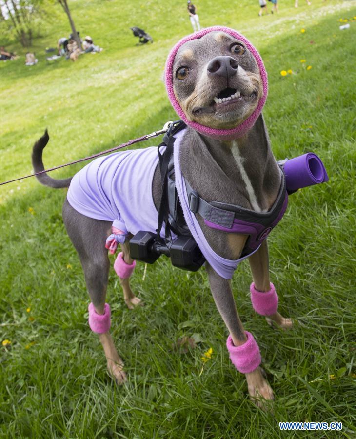 CANADA-TORONTO-DOG FASHION SHOW