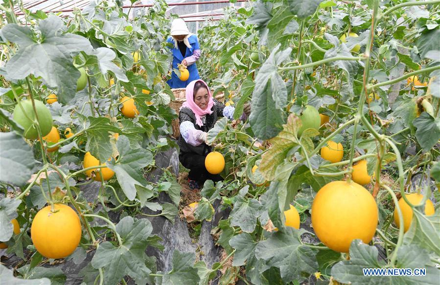 CHINA-YUNNAN-XUNDIAN-MUSKMELON-HARVEST (CN)