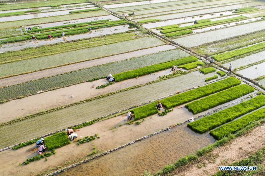 #CHINA-SUMMER SOLSTICE-AGRICULTURE (CN)