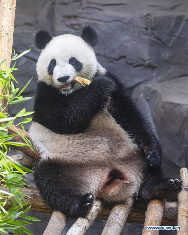 #CHINA-NANJING-GIANT PANDA TWINS-BIRTHDAY (CN)