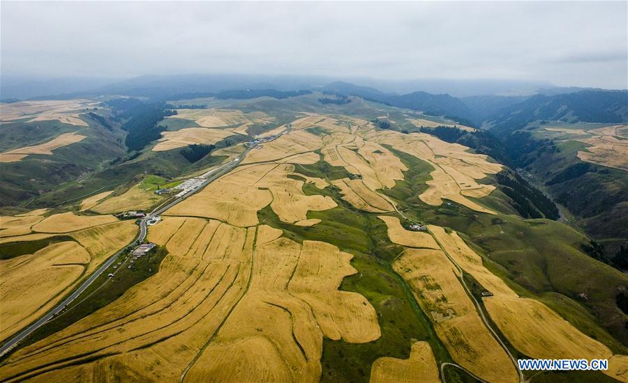 CHINA-XINJIANG-WHEAT HARVEST (CN)