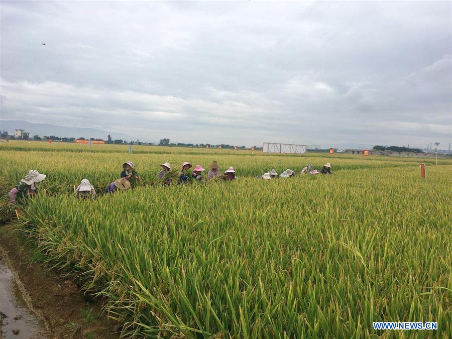 CHINA-YUNNAN-SUPER HYBRID RICE OUTPUT-NEW RECORD (CN)