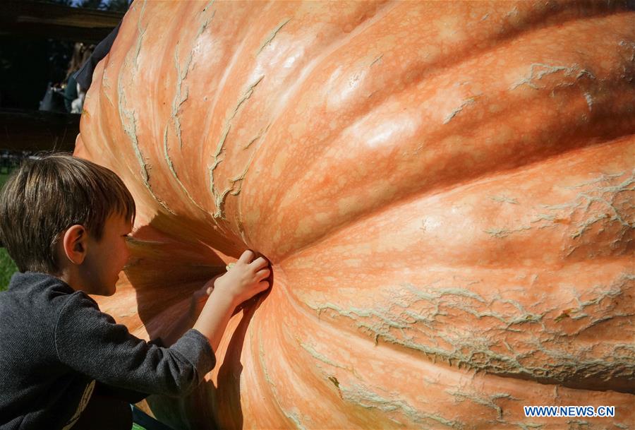 CANADA-LANGLEY-GIANT PUMPKIN WEIGH-OFF EVENT