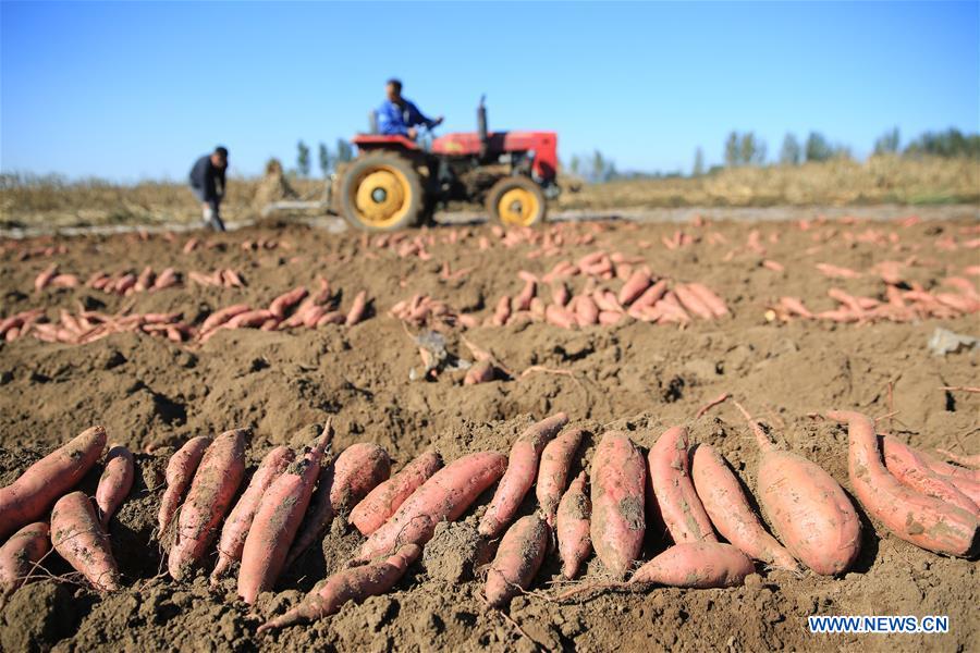 #CHINA-AGRICULTURE-HARVEST (CN)