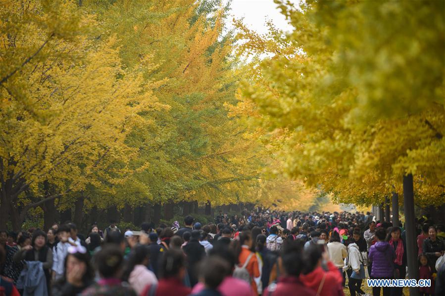 CHINA-LIAONING-GINKGO (CN)