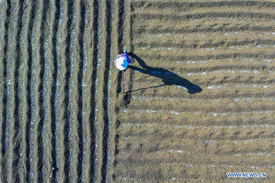 #CHINA-AUTUMN-HARVEST (CN)