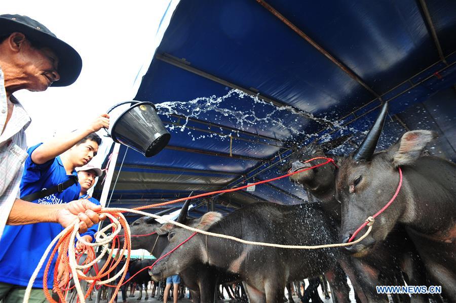 THAILAND-CHONBURI-BUFFALO RACING