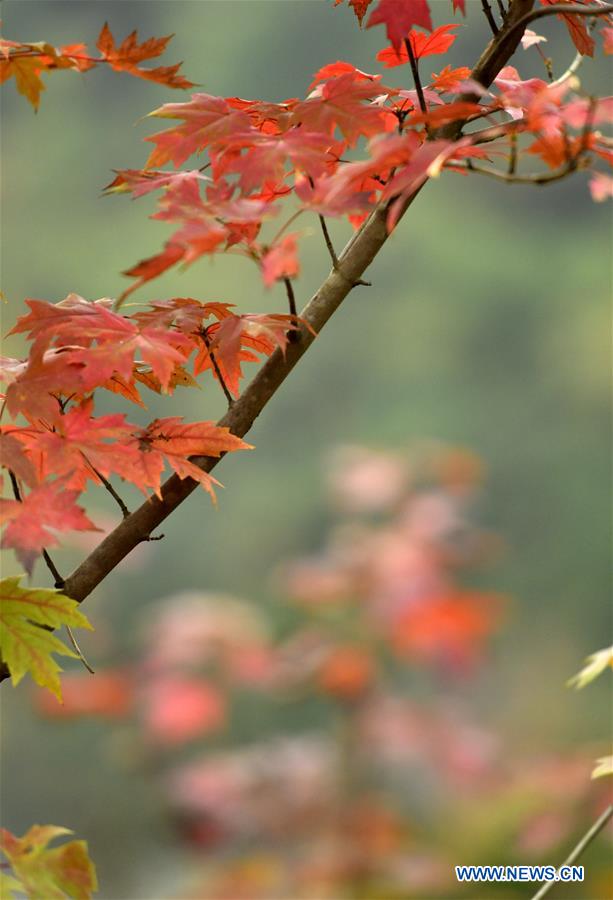 #CHINA-HUBEI-AUTUMN SCENERY (CN)