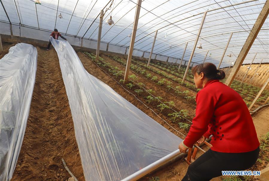 #CHINA-WINTER-ARGRICULTURE-GREENHOUSE (CN)