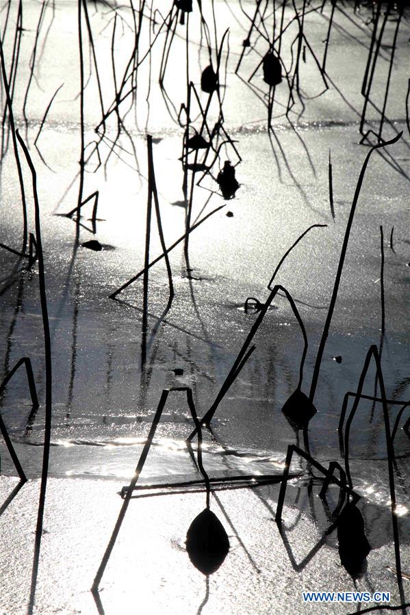 #CHINA-SHANDONG-BINZHOU-WITHERED LOTUS (CN)