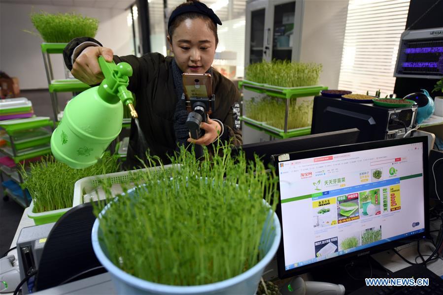 #CHINA-SHANDONG-MICROGREEN BUSINESS (CN)