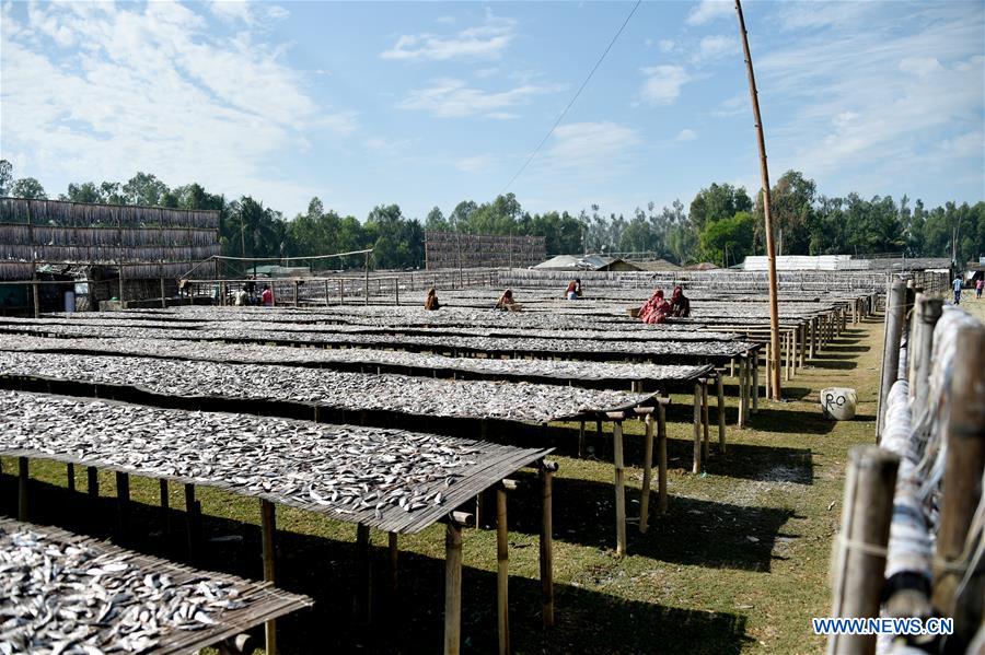 BANGLADESH-COX'S BAZAR-FISH DRYING