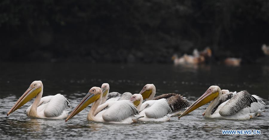 CHINA-HAINAN-HAIKOU-PELICANS-WINTER (CN)