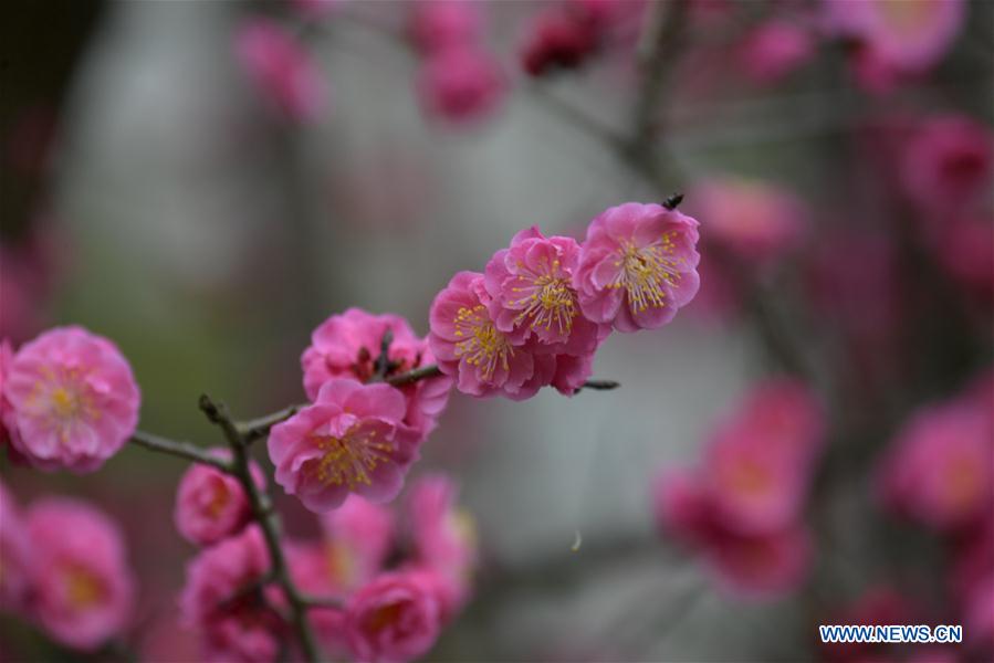 #CHINA-HUBEI-ENSHI-SPRING-FLOWERS (CN)