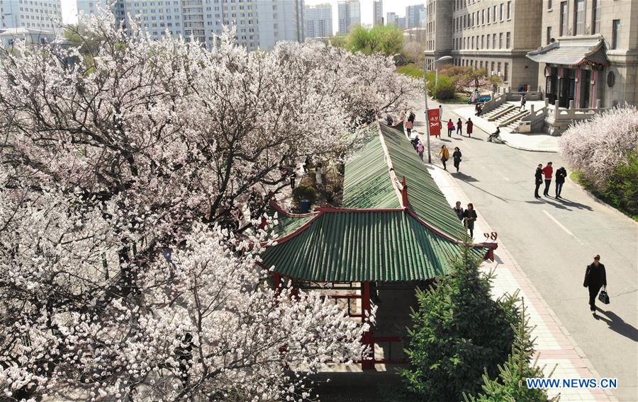 CHINA-HARBIN-APRICOT FLOWERS (CN)