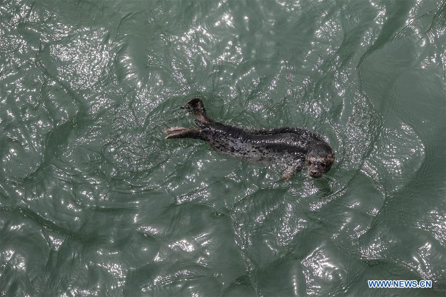 CHINA-LIAONING-DALIAN-RARE SEALS-RELEASE (CN)