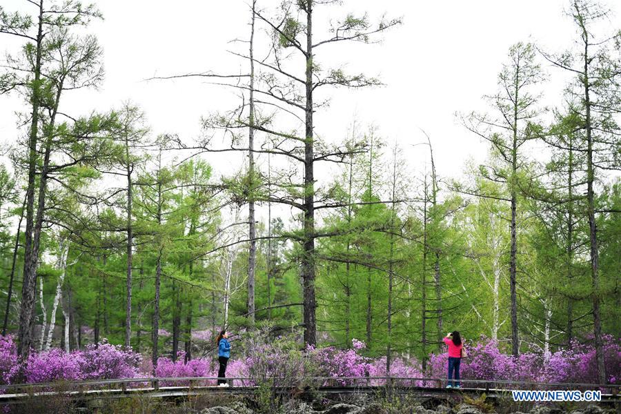 CHINA-HEILONGJIANG-YICHUN-AZALEA (CN)