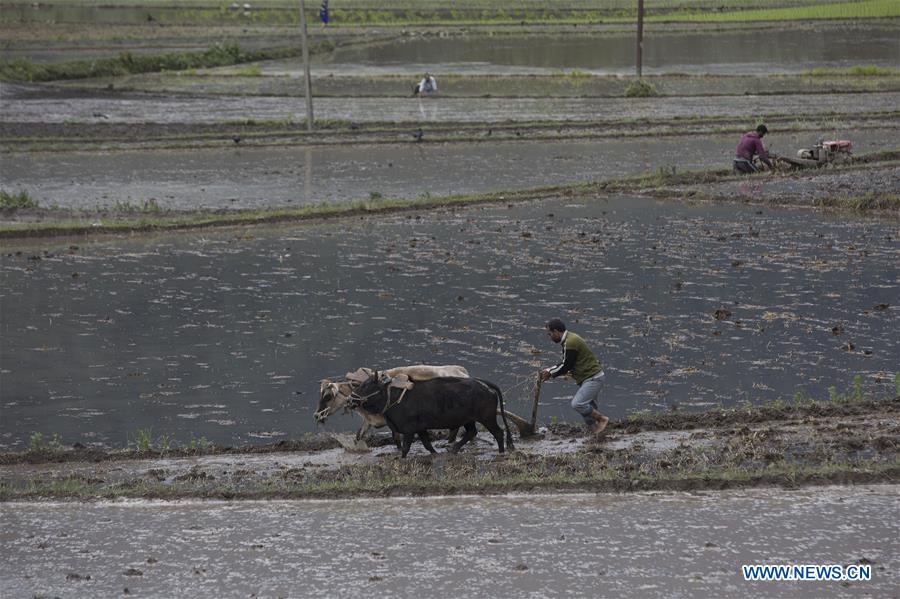 KASHMIR-SRINAGAR-FARMING