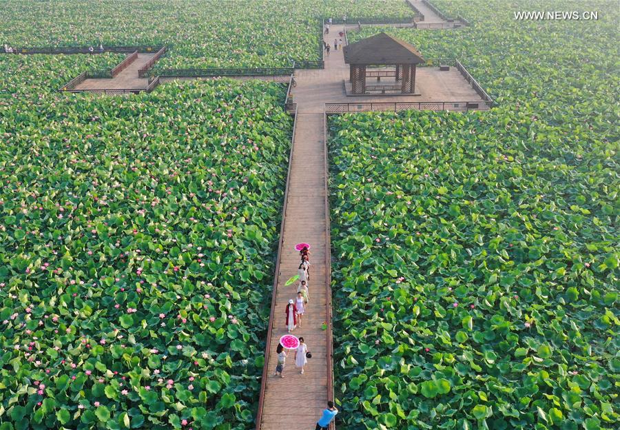 #CHINA-HUNAN-NATURE-LOTUS(CN)