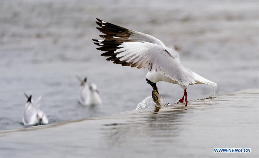 CHINA-QINGHAI-NAKED CARP-MIGRATION-SPAWNING (CN)