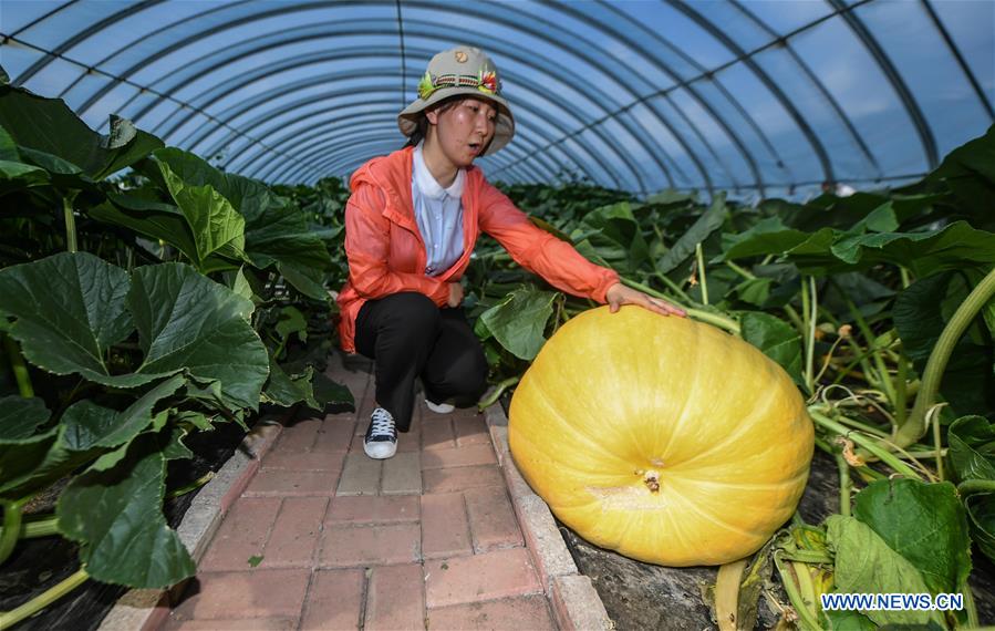 CHINA-JILIN-CHANGCHUN-GIANT PUMPKINS (CN)