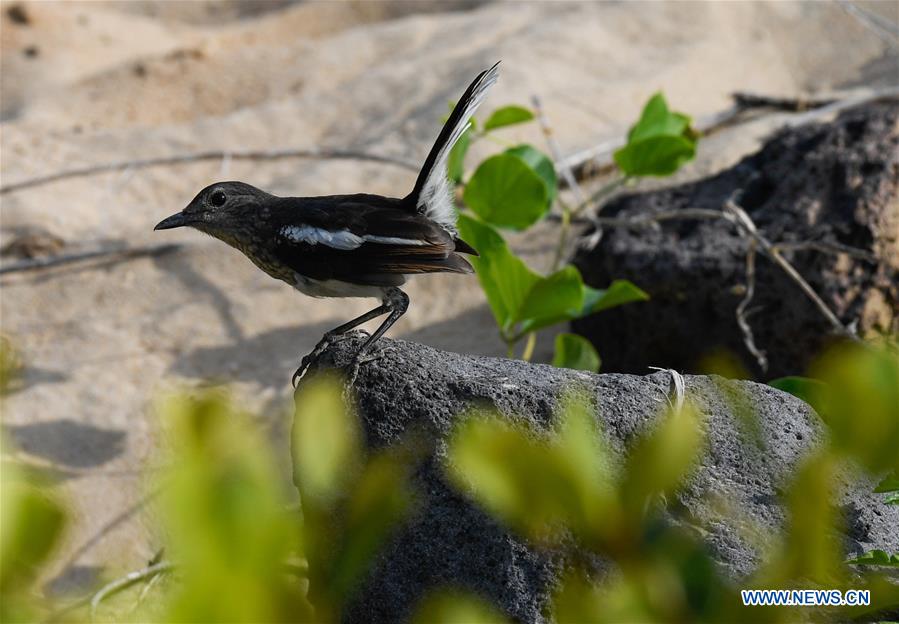 CHINA-HAINAN-HAIKOU-WETLAND PARK-BIRDS (CN)