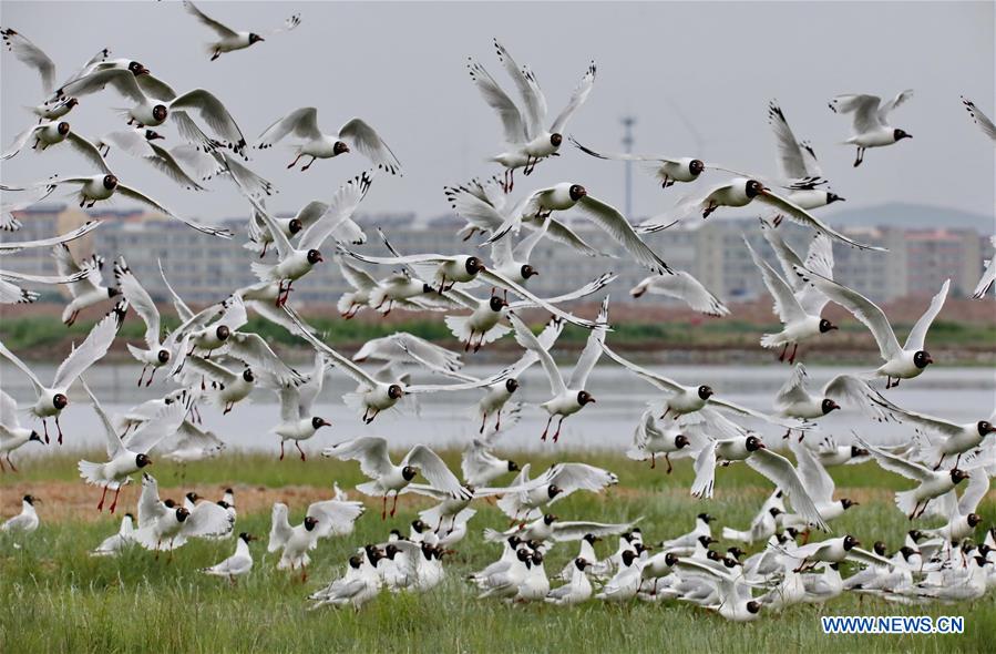 CHINA-HEBEI-RELIC GULLS (CN)