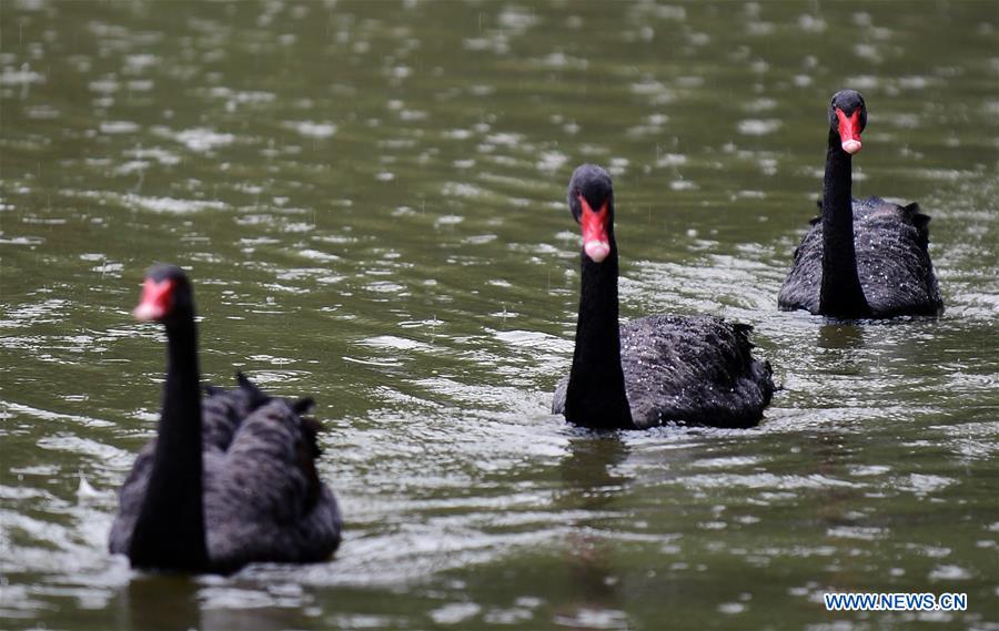 CHINA-JILIN-CHANGCHUN-ANIMALS-RAIN (CN)